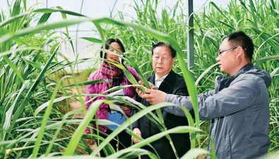 奔跑的“中國草”