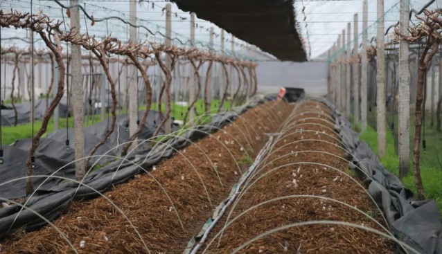 葡萄架下套種大球蓋菇，畝均增收6萬元