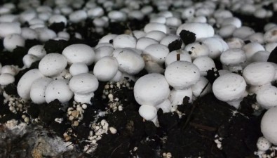上海金山廊下鎮(zhèn)：“k6”已實現(xiàn)規(guī)模化種植，有望全國推廣