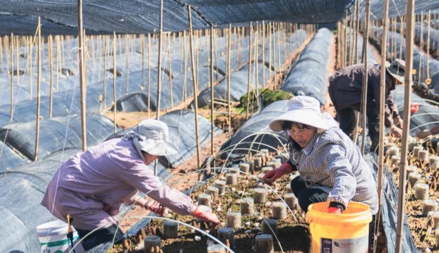 云南昆明晉寧區(qū)六街鎮(zhèn)：種植戶25畝羊肚菌上市