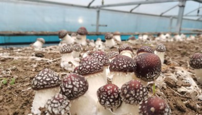 陜西寧強(qiáng)縣：層架式大球蓋菇試種初見成效