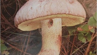 幾種常見有毒蘑菇需警惕