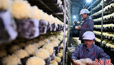 福建古田：銀耳產(chǎn)量占全球85%以上