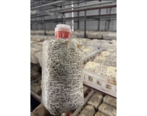 供應(yīng)金耳菌短棒