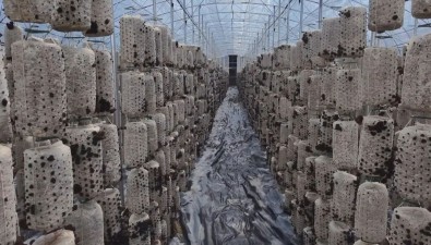 安徽無為市福渡鎮(zhèn)黃金壩村菌菇飄香