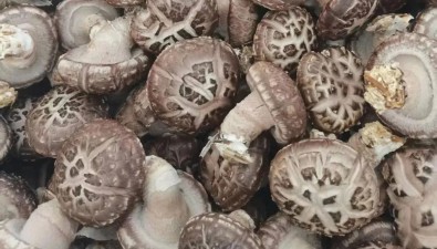 自制花菇菌棒，每棒成本降低5毛，20萬棒產(chǎn)量可達(dá)200噸