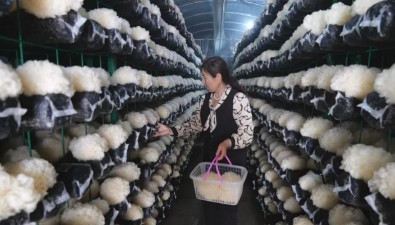 河南億農(nóng)合作社：16座銀耳培育方艙，每座每月收入15000元