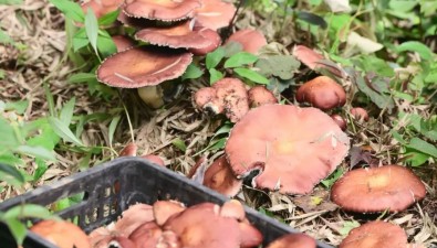 江西銅鼓縣溫泉鎮(zhèn)：萬畝山林菌香四溢