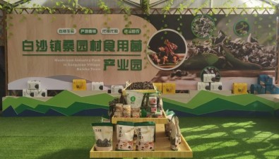 甘肅清水縣白沙鎮(zhèn)高起點(diǎn)建設(shè)食用菌產(chǎn)業(yè)園區(qū)