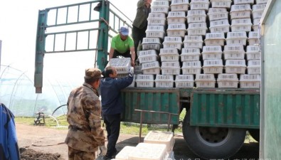 首批35000包！白背毛木耳進大棚，預(yù)計7月迎來首茬采收