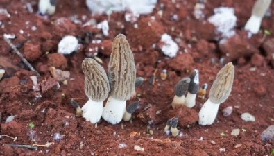 羊肚菌、虎掌菌、赤松茸……云南安寧菌香四溢