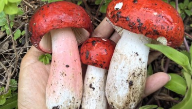 云南南華：野生菌破土，頭水紅菇領(lǐng)銜年度生態(tài)盛宴