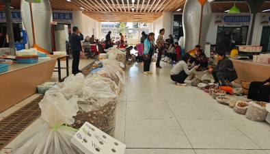 白蔥菌價格較高！云南南華本地野生菌“搶鮮”上市