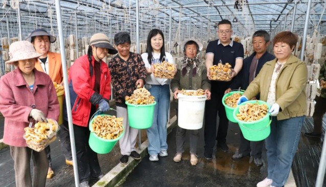 甘肅武山樺林鎮(zhèn)食用菌示范園菌菇采收，村集體增收超30萬(wàn)元