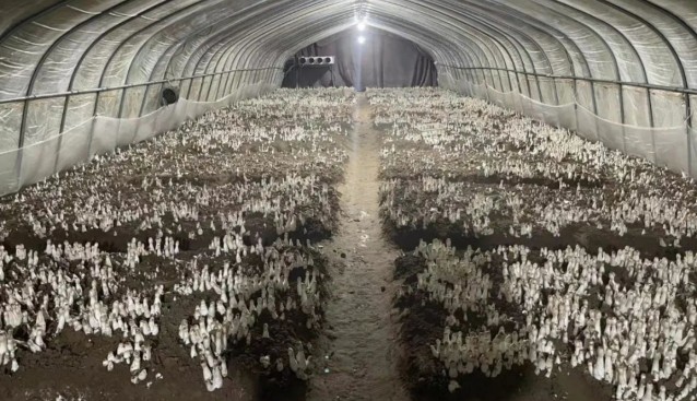 千菇園打造集“賞、采、食”于一體的食用菌種植觀光園