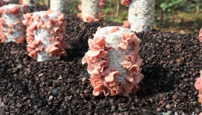 四川敘永縣油茶殼“變廢為寶”，成功試種粉木耳新品種