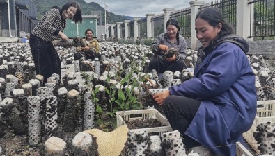 四川美姑縣灑庫鄉(xiāng)黑木耳基地首批43萬棒菌棒迎豐收