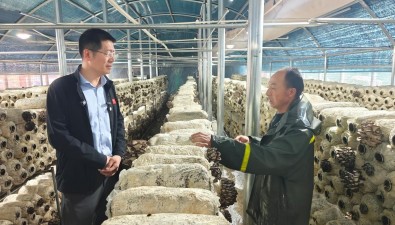 日產(chǎn)1000斤，年銷售額超300萬！蘑菇成雪域高原上“金疙瘩”