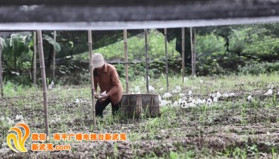 福建邵武沿山鎮(zhèn)：標(biāo)準(zhǔn)化食用菌栽培基地5000畝