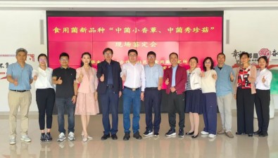 全國首個(gè)通過鑒定的香菇新品種“中菌小香蕈1號(hào)”