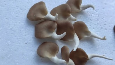 2個秀珍菇工廠化新品種通過鑒定