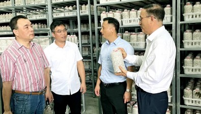 三鏈融合，打造福建羅源秀珍菇產(chǎn)業(yè)新范式