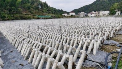 安徽祁門縣小路口鎮(zhèn)壯大食用菌產(chǎn)業(yè)的幾點建議