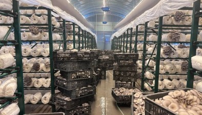 “香菇車間”變身“平菇工廠”，菌包“減肥”成功，收益劇增