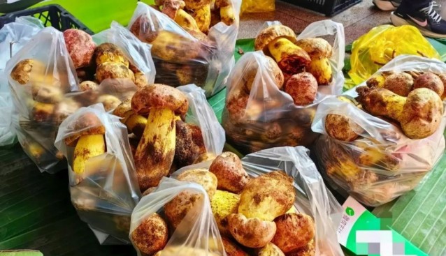 云南臨滄野生菌盛宴來了