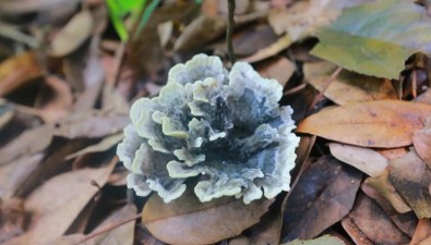廣東河源大桂山首次發(fā)現(xiàn)野生干巴菌