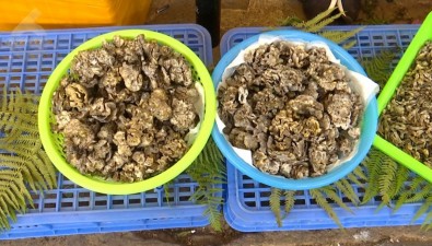 “干巴菌太好是因?yàn)榇蛩幨┓?？”?quán)威解讀來(lái)了