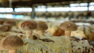 貴州安龍縣夏菇迎來首茬采收，市場供不應求