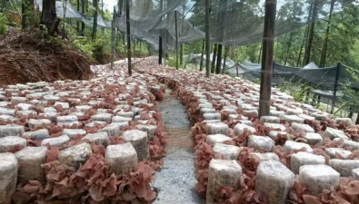 “贛脆木”1號| 木耳新品種獲自主知識產(chǎn)權