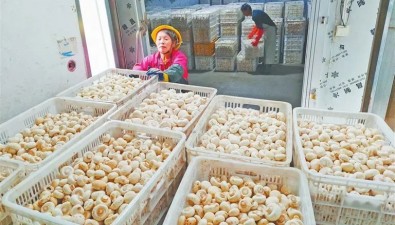 江西樂安雙孢菇產(chǎn)業(yè)用政策提振信心