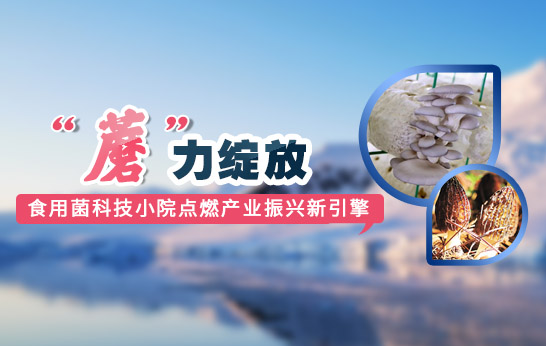 蘑力綻放 食用菌科技小院點(diǎn)燃產(chǎn)業(yè)振興新引擎