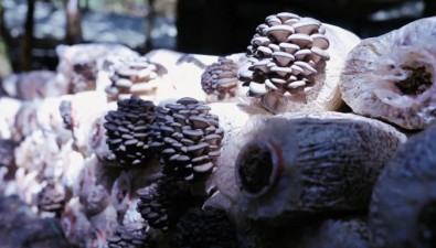 貴州威寧雪山鎮(zhèn)：平菇種植預(yù)計年產(chǎn)值3000萬元