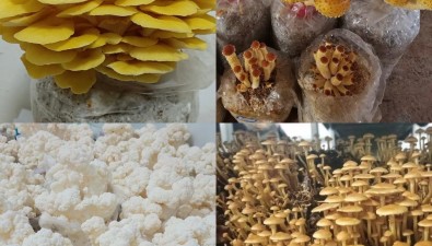 湖南省食用菌研究所多個(gè)科研成果已走進(jìn)生產(chǎn)線