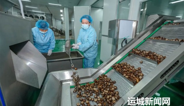 山西垣曲：大力推動(dòng)食用菌精深加工延伸產(chǎn)業(yè)鏈