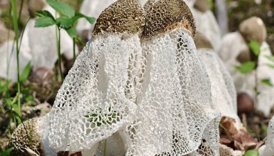 每畝效益10000-12000元，竹蓀種植基地實現(xiàn)高效栽培