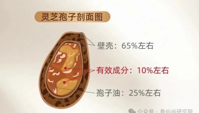靈芝孢子粉怎么吃才有效？關(guān)鍵在“殼”！揭秘破壁與去壁區(qū)別