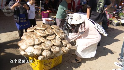 80公斤！賣出1600元！昆明現(xiàn)巨無霸“菌王”