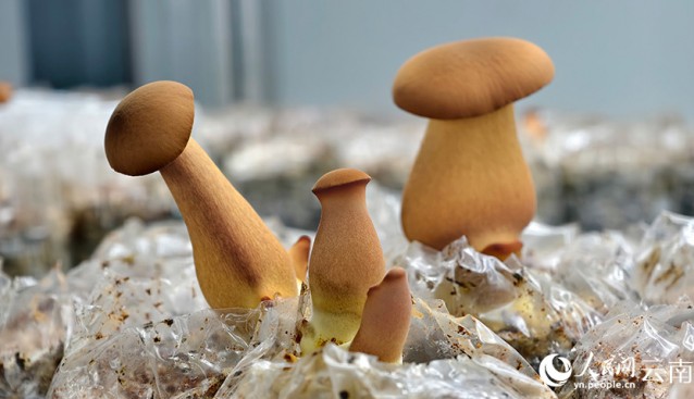 “中菌黃見手青1號(hào)”長這樣