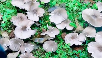 云南一派出所連續(xù)36年長出雞樅菌，藏著什么秘密？