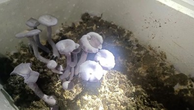 福建古田成功引種花臉香蘑，填補(bǔ)紫色食用菌人工栽培空白