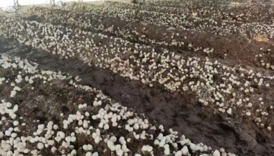 玉米芯地栽草菇新技術(shù)，破解農(nóng)閑季設(shè)施大棚利用難題
