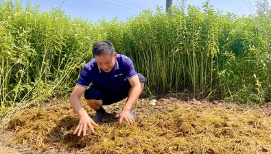 “稻草種菇”|湖南湘潭秸稈處理有了“新解法”