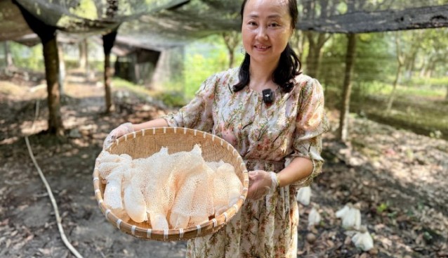 成都雙流林下套種竹蓀、靈芝首獲成功