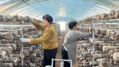 內(nèi)蒙古：鄂爾多斯市伊金霍洛旗札薩克鎮(zhèn)壕賴柴達木村新建26棟香菇大棚
