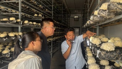科技“涼”策送菇棚，濟寧市農(nóng)科院食用菌創(chuàng)新團隊護航夏季食用菌生產(chǎn)