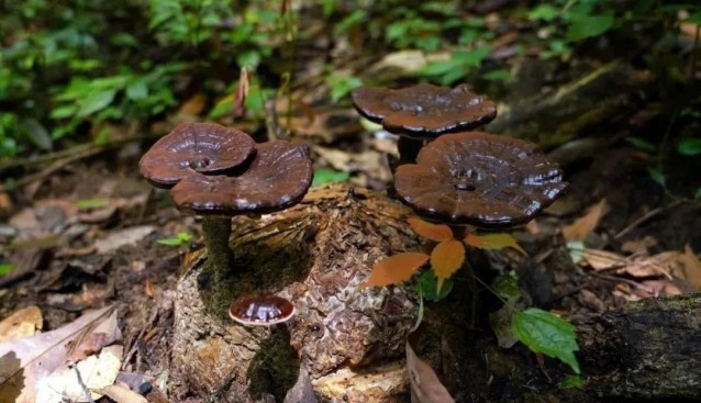 福建武平縣：靈芝面積達4.56萬畝